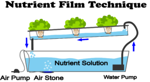 NFT Hydroponic System
