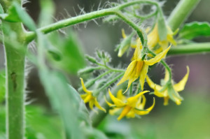 Tomato Plant Flowers