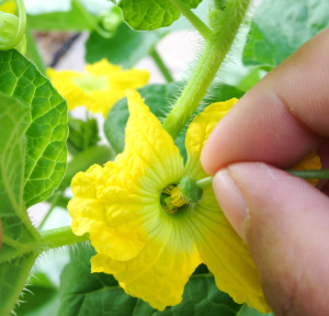 hand pollination method