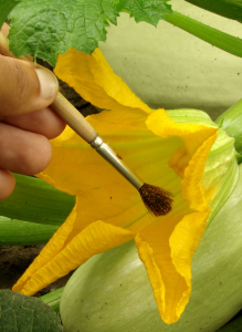 pollination brush method