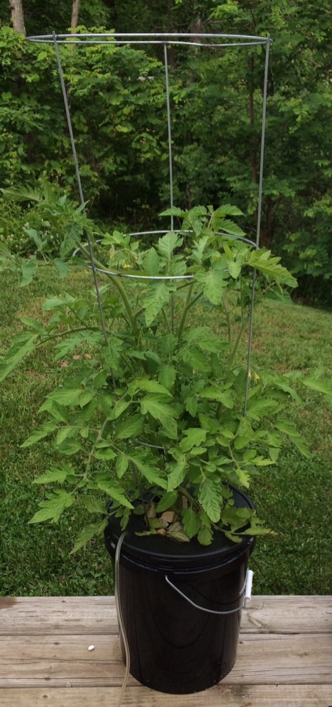 Tomato in 5 gallon hydroponic bucket system