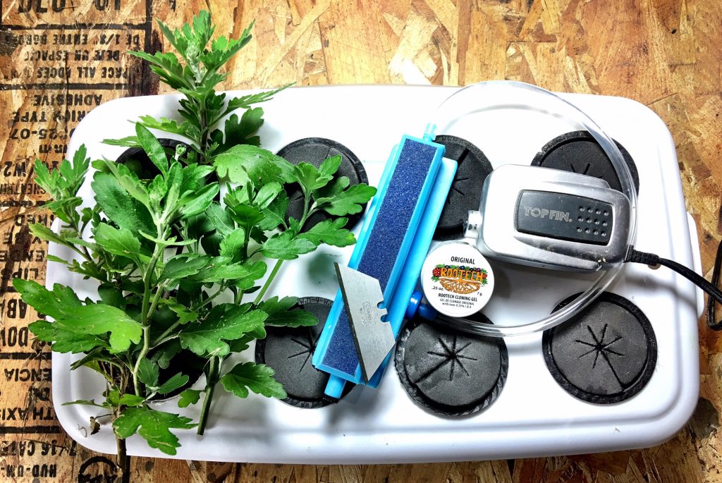 How to clone a plant How to clone a plant