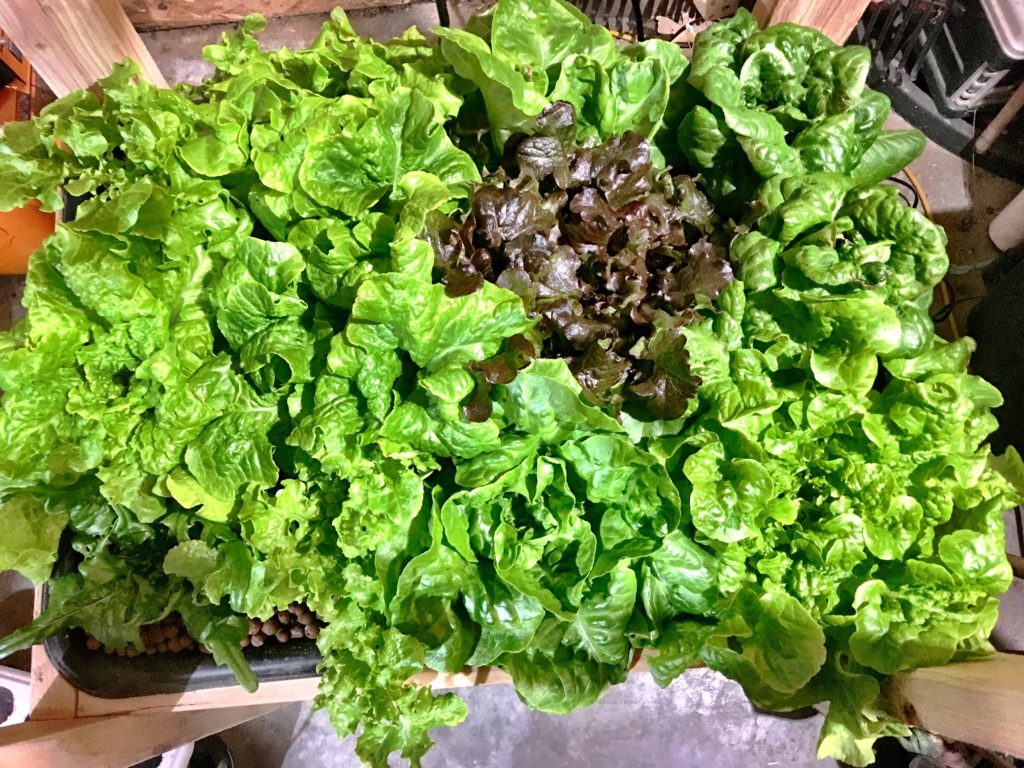 Hydroponic lettuce ready for harvest.