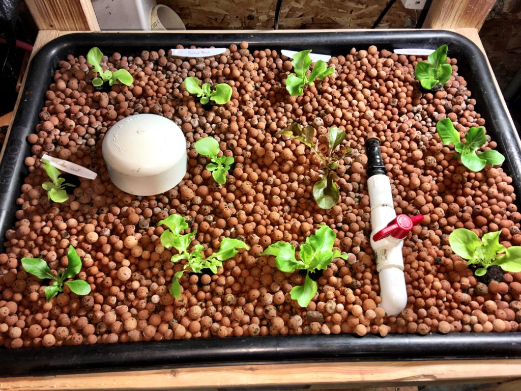 Hydroponic lettuce starting to grow