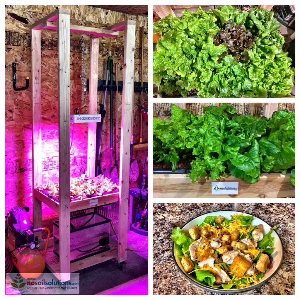 How to grow hydroponic lettuce