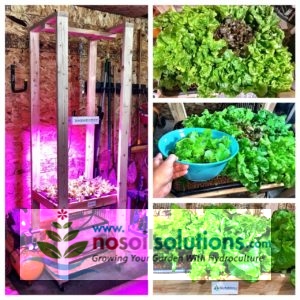 How to grow hydroponic lettuce