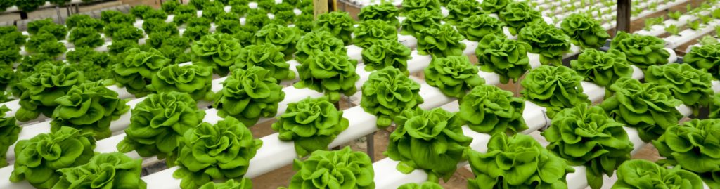 advantages of hydroponic gardening advantages of hydroponic gardening