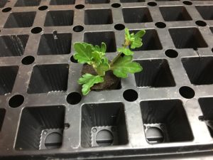Clone In Rapid Rooter Plug