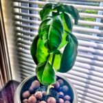 hydroponic basil