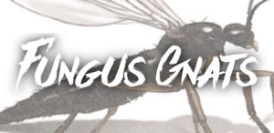 Diagnosing and Removing Fungus Gnats From Your Hydroponic Garden