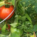 hydroponic tomatoes