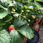 hydroponic strawberries