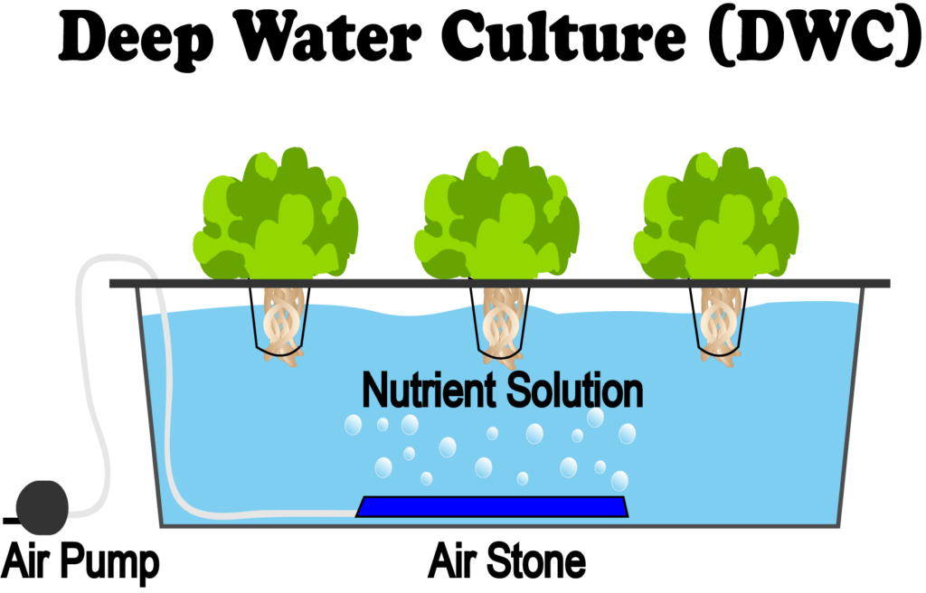 DWC hydroponic system