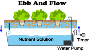 ebb and flow hydroponics system