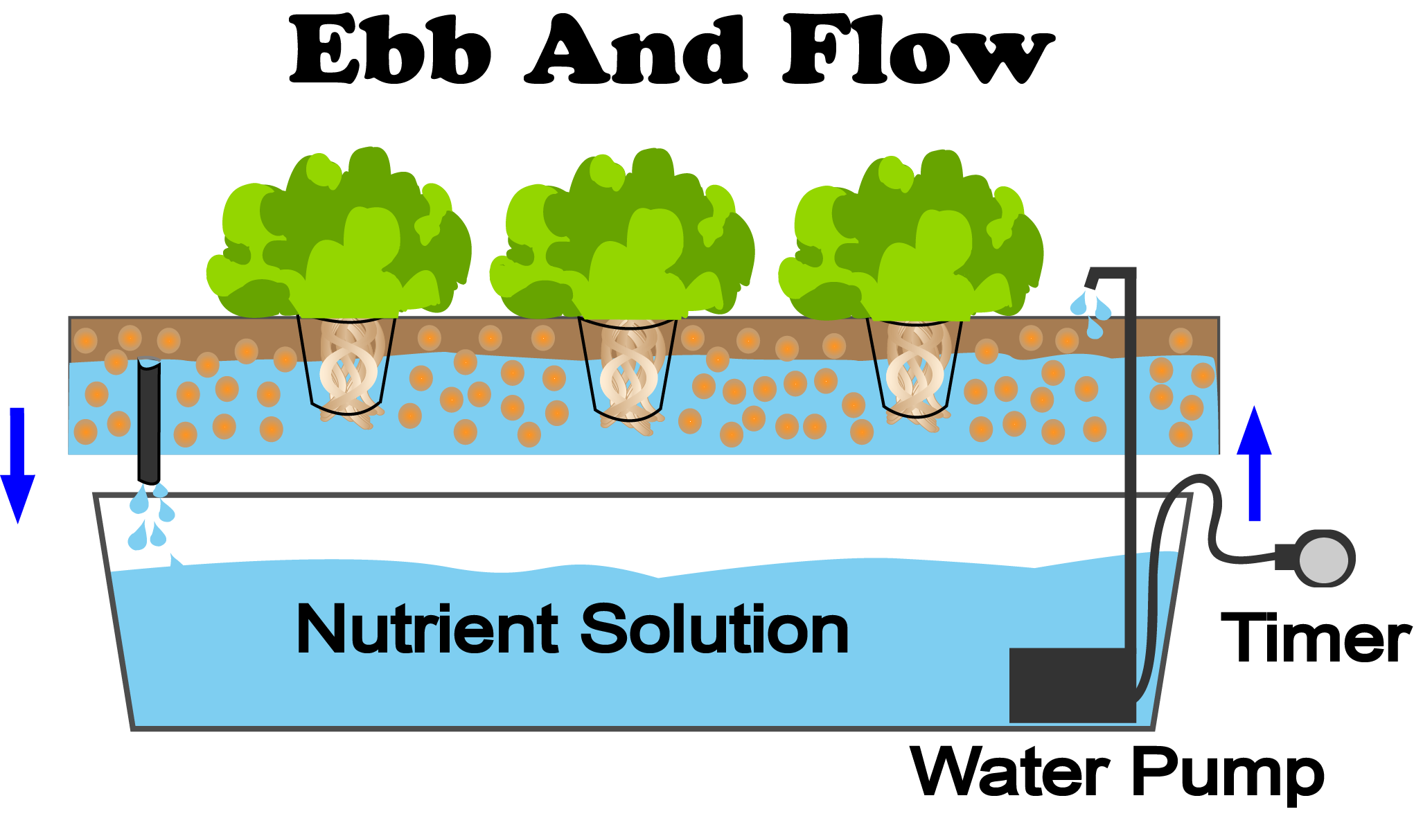 What Is Ebb And Flow Hydroponics NoSoilSolutions