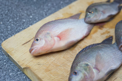 fish for aquaponic system