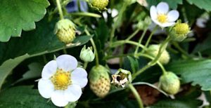 hydroponic strawberries forming