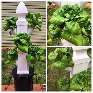 Vertical Hydroponic Tower Gardening