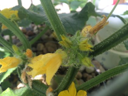 male cucumber flowers