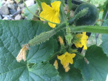 female hydroponic cucumber flower