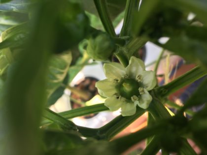 hydroponic bell pepper flower