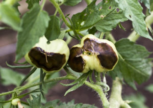 hydroponic end blossom rot