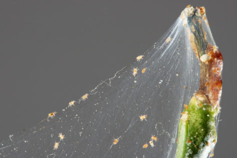 spider mites hydroponic garden