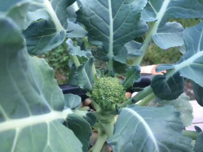 hydroponic broccoli starting for form head