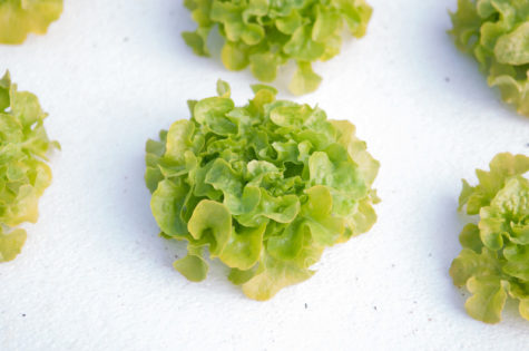 hydroponic lettuce