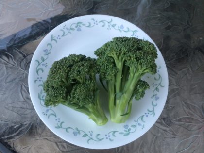 harvested hydroponic broccoli