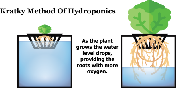 The Kratky Method Of Hydroponic Gardening