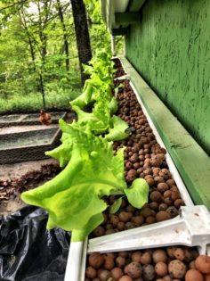 Hydroponic gutter garden on my chicken coop