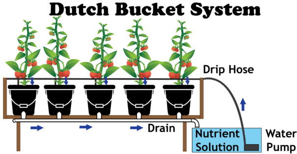 Diagram of how a dutch bucket hydroponic system works.