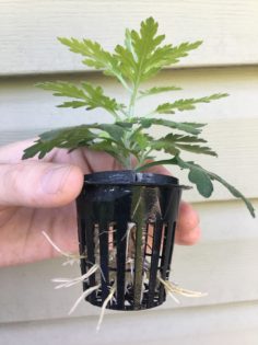 Cloned hydroponic mum.