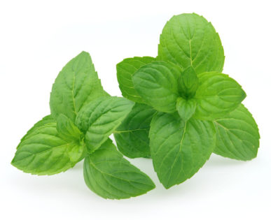 Mint