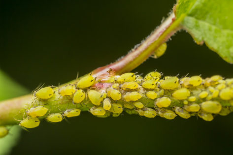 green aphids hydroponics