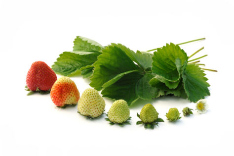 stages of hydroponic a garden