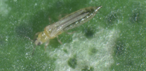 adult thrips hydroponics