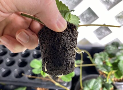 strawberry plant rooting in rapid rooter