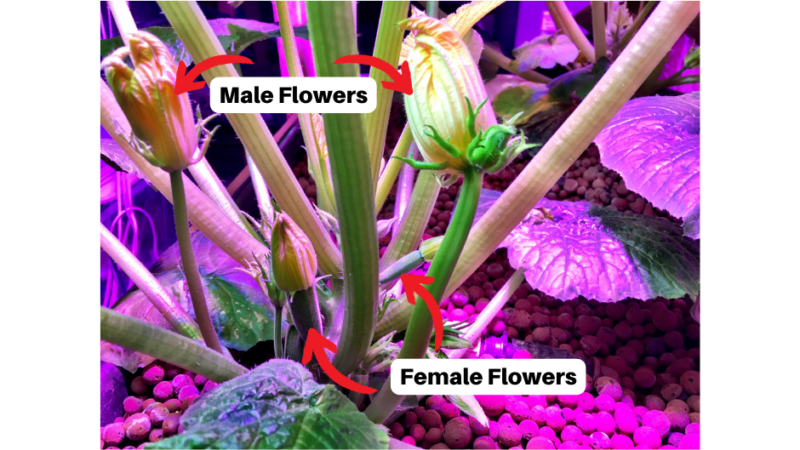 zucchini male vs female flowers