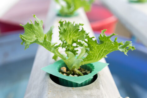 Nitrogens role in hydroponics