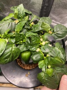 hydroponic peppers