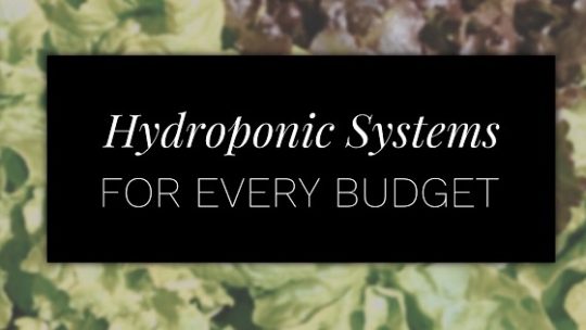 How Much Does A Hydroponic System Cost?