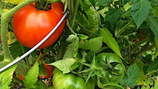 Hydroponic tomatoes starting to ripen