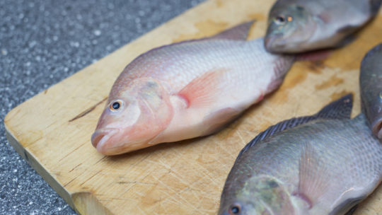 Choosing The Right Fish For Your Aquaponics System