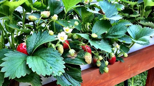 hydroponic strawberries