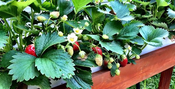 10 Common Hydroponic Problems (and How To Fix Them Fast) - NoSoilSolutions