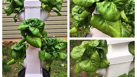 small vertical hydroponic system growing lettuce