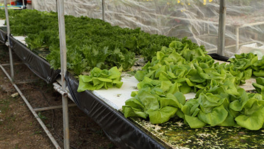 10 Problems Hydro Gardeners Face And How To Solve Them
