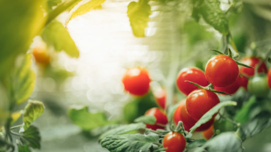 Simple Guide To Indoor Grow Light Spectrum & Color Temperature